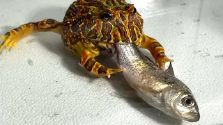 Big fish / Pacman frog , African bullfrog【LIVE FEEDING】