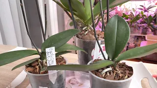 Орхидея с помойки / Без корней сохранила листья наполненными. НЕТ ГЛУБОКОЙ реанимации орхидей.