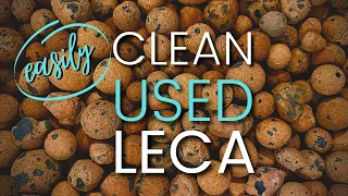 How To Clean USED LECA (easy and effective method)