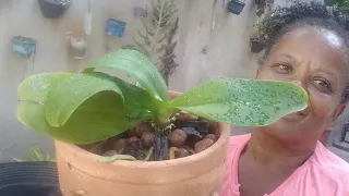 Plantando orquídea phalaenopsis no vaso de barro com reservatório!