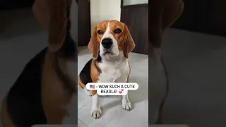 BEAGLE MEMES😂 KEEPING UP WITH THE TREND🦋FUNNY BEAGLE DOG VIDEOS | DivaTheBeagle