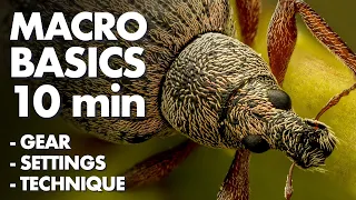 Insect Macro Photography Basics in 10 Minutes