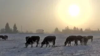 В морозы шушенцы волновались за судьбу бродячего скота.