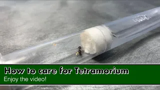 How to care for Tetramorium caespitum-Immagrans. (how to keep pavement ants as pets)