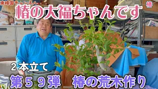 【盆栽】第５９弾　椿の荒木作り【大福という種類です】