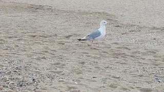 💦🎶💦 Море А над морем чайки 💦🎶💦 Азовское море 💦🎶💦 Бердянская коса 💦🎶💦