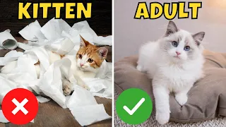 10 Reasons to Adopt an Adult Cat (Instead of a Kitten)