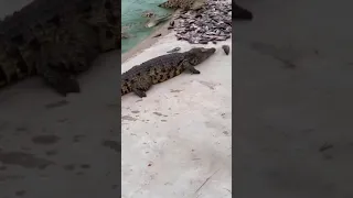 crocodile eating fish