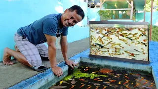 Harvesting Guppies! Thousands of guppy fish in one small tank (No air pump, Direct sunlight )