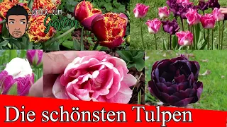 Die schönsten Tulpen für dein Garten - Tipps und pflege