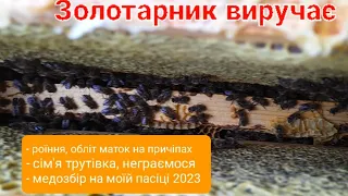 Оглядаємо сім'ю і розмовляємо: роїня-обліт маток на причепах, сім'я трутівка, медозбір 2023 #mitla