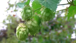 Growing Hops At Home - First hop flowers and the next 2 years (video 4)