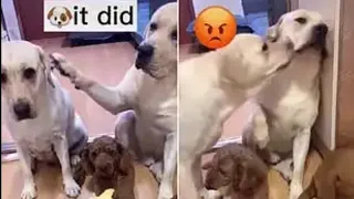 Labrador Gets Headbutted By Guilty Pal For Snitching To Owner About Messy Floor