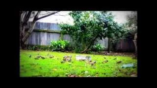 birds feeding on a windy day in Mangere