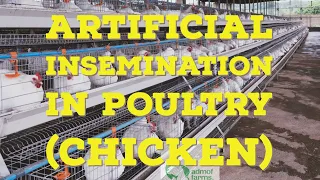 Artificial Insemination In Poultry (Chicken)
