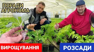 Вирощування Розсади кавуна, помідорів, капусти, огірків, перцю