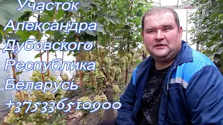 Виноградарь Александр Дубовский Республика Беларусь