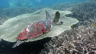 Raja Ampat Mermaid II Liveaboards Hype