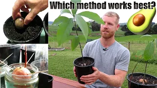 The BEST Way To Grow Avocado From Seed | 0 - 5 Months of Growth