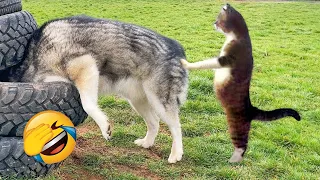 Try Not To Laugh 😂 Funniest Cats and Dogs 2023 😹🐶 Part 17