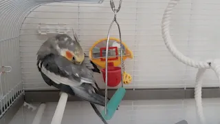 First year training my scared cockatiel, how I made him tame, overcome fears & become a happy boy!