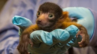 Rare Red Ruffed Lemur Born at San Diego Zoo