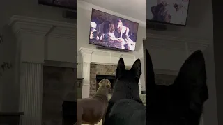 Dogs Watching TV