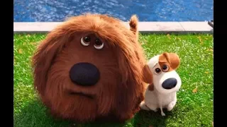 Pets (2016) German Deutsch - Filmszene - Beste Szenen