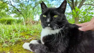 A black and white cat came out of the bushes to be petted.