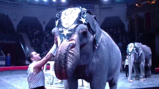 ЦИРК!!!  Выступление слонов в цирке