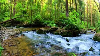 Morning on the River and the Gentle Singing of Spring Birds, Harmonious Morning Melodies