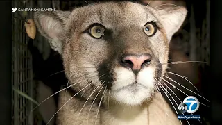 Mountain lion P-81 found dead on PCH, possibly struck by vehicle