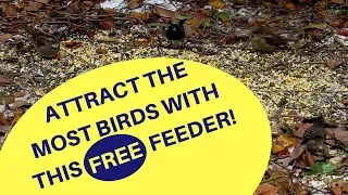 Best Feeder for Ground Feeding Birds 2018