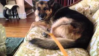 Growling German Shepherd - Attacking The Back Scratcher