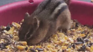 Closeup Chipmunk Footage