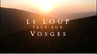 documentaire : Le loup face aux Vosges : une cohabitation possible?