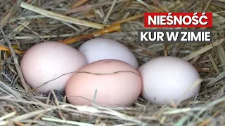 Jak utrzymać wysoką nieśność kur zimą?