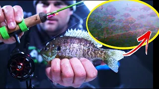 HUGE school of BLUEGILL on Underwater Camera (ice fishing)