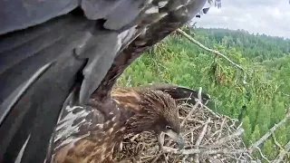 Jūras ērgļis~😮😱Male throws sister out of the nest! fish by Milda~5:22 pm 2023/07/24