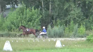 1й заезд, 27 07 2019 Новосибирский ипподром,