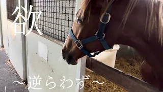 1歳馬ぜ〜んぶ見せます☘️☘️大食感の逞しい姿‼️