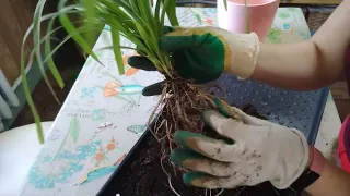 Пандан, панданус , фонтан 😁! Пересадка🌱, уход👌, размножение🔥. Мои ошибки 🤦😢