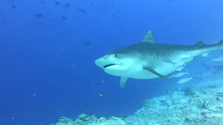 Diving with tiger sharks in Fuvahmulah, Maldives