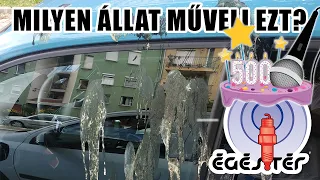 Égéstér 500: Milyen állat műveli ezt?