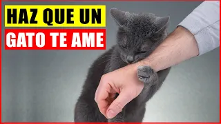 10 formas de caerle bien a tu gato probadas científicamente