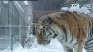 В  Ленинградском зоопарке в минувшие выходные ловили тигрицу