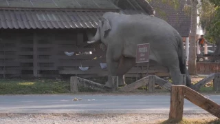 Wild Bull Elephant in Musth, Khao Yai National Park, Thailand. Part2