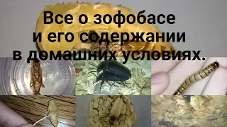 Зофобас, разведение и содержание в домашних условиях.