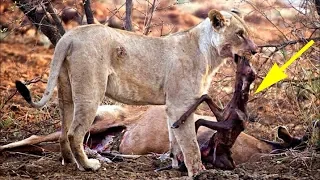 Львица поедала пойманную антилопу, но когда она заметила детеныша внутри, произошло нечто невероятно