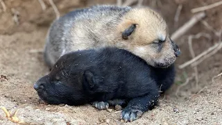 Gray Wolf Pups Born Easter Morning 2021